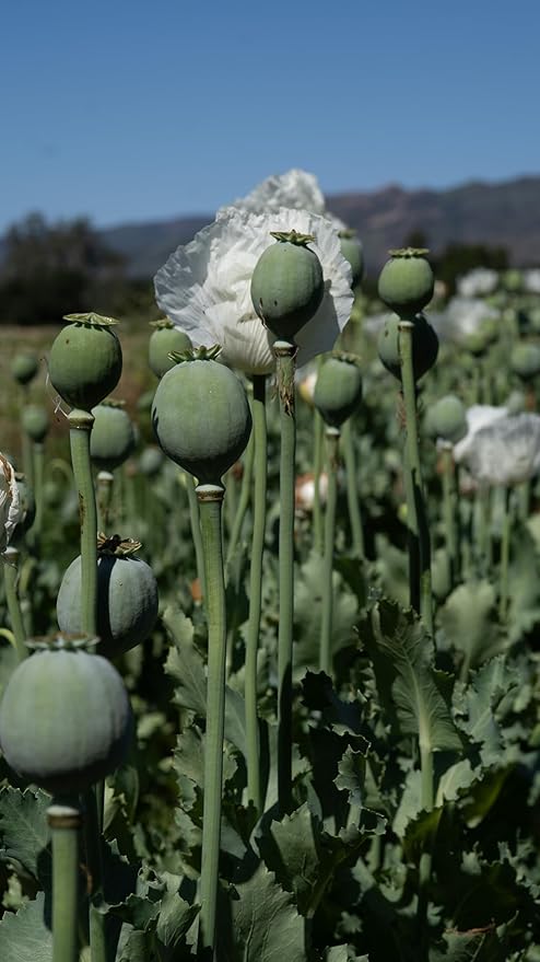 Plant Good Seed Organic Peshawar Poppy Seeds - Pack of 250, Pack of 100 Heirloom Seeds For Planting Flowers - Gardening Supplies, Herb Garden, Wildflower, Flower Seeds To Plant Outside - Non-GMO, From USA