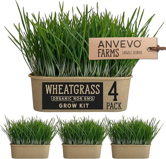 Organic Wheatgrass Premium Grow Kit 4 Pack | Whetagrass Juice | Catgrass | Non GMO Mixed Seeds | Wheatgrass Shot