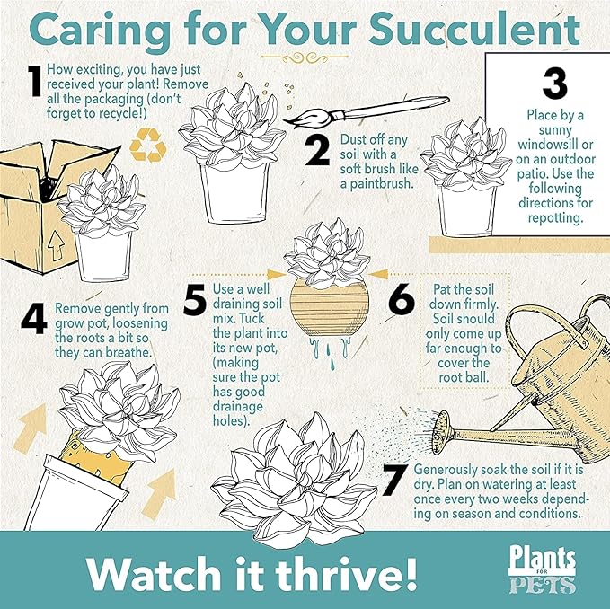 Succulents Plants Live (12PK) Potted Succulent Plants Live House Plants, Cactus Plants Live Plants Indoor Plants Live Houseplants, Indoor Plant Succulents Live Plant House Plant by Plants for Pets