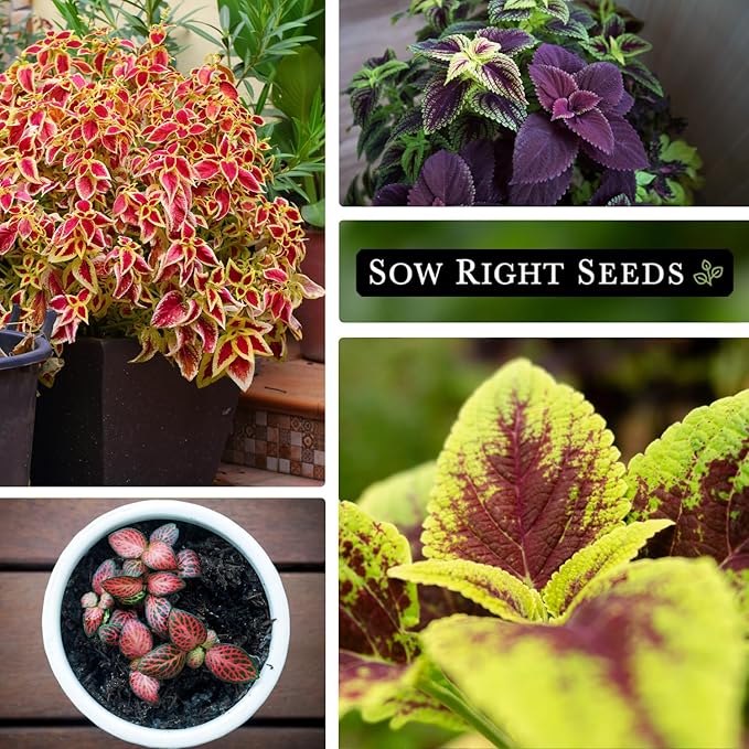 Sow Right Seeds - Coleus Rainbow Mix Seeds for Planting - Beautiful Flowers to Plant in a Home Garden - Indoors or Outdoors - Non-GMO Heirloom Seeds - Attractive & Colorful - Great Gardening Gift (4)