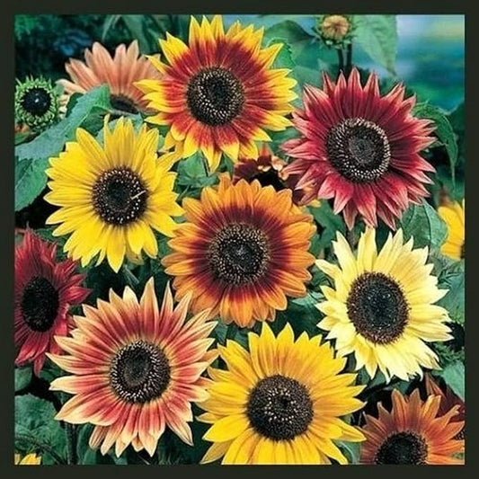 Sunflower Seeds for Planting - Plant & Grow Autumn Beauty Sunflower Mix in Your Home Outdoor Garden - 25 Non GMO Heirloom Seeds - Full Planting Packet with Instructions, 2 Packets