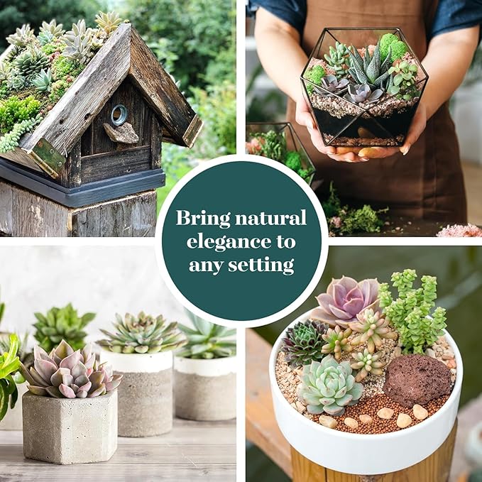 Shop Succulents Assorted Succulent Plant Pack Collection - Live Mini Succulent Plants, Low Maintenance, Mixture of Colors & Textures - Wedding and Party Favors, Gift & Garden, Pack of 256