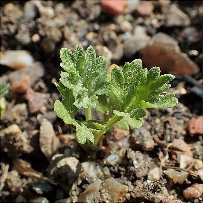 Seed Needs Wormwood Seeds for Planting - Non-GMO, Heirloom & Untreated Perennial Herb - Medicinal Herbs for Digestion & Gut Health (2 Packs)