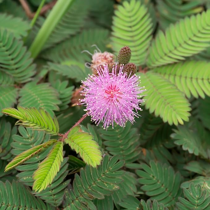 Seed Needs Sensitive Plant Seeds for Planting Mimosa pudica - Heirloom & Open Pollinated Annual Flowers - Pink Blooms with Leaves That React to Touch (5 Packs)
