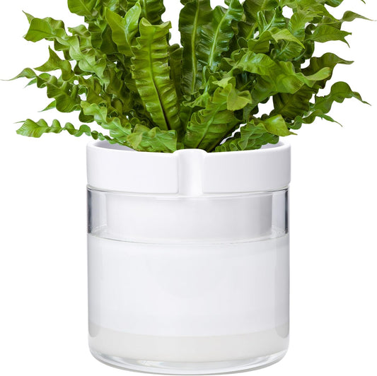 Phoenix Vine 8 Inch Self Watering Planter, White Terracotta Clay Pot with Glass Reservoir for Indoor Plants, Herbs, Flowers, Set of 1, 52-B-H-1