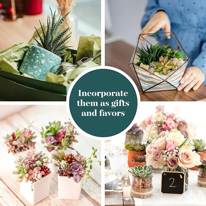 Shop Succulents Unique Succulent Plant Pack Collection - Live Mini Succulent Plants, Low Maintenance, Exceptional Colors & Textures - Wedding and Party Favors, Gift & Garden, Pack of 5