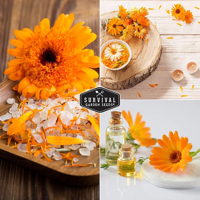 Survival Garden Seeds Ball's Orange Calendula Seed for Planting – 1 Packet with Instructions for Growing Medicinal Herbs in Your Home Vegetable Garden – Non-GMO Heirloom Variety Herb Seed