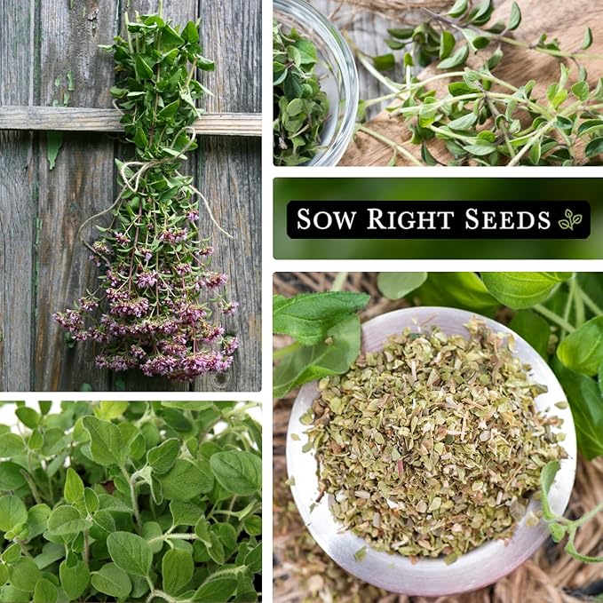 Sow Right Seeds - Oregano Seed for Planting - Non-GMO Heirloom- Instructions to Plant and Grow a Kitchen Herb Garden - Indoor or Outdoor - Gardening Gift - Produces Flavorful Leaves for Seasoning (2)