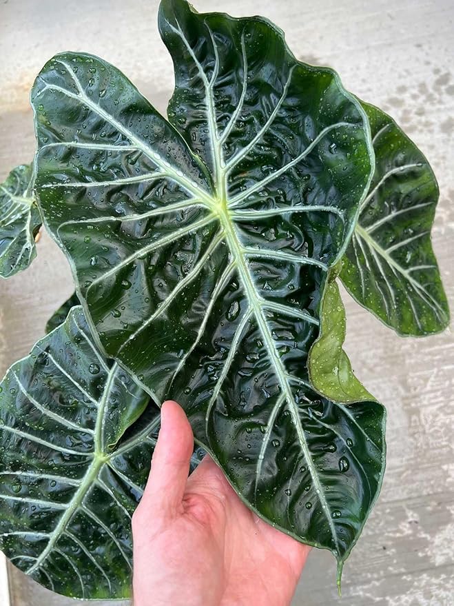 Elevate Your Space with Gardenera's Organic Potting Mix - Tailored for Vibrant Alocasia Plants & Majestic Leaves - 2 QT