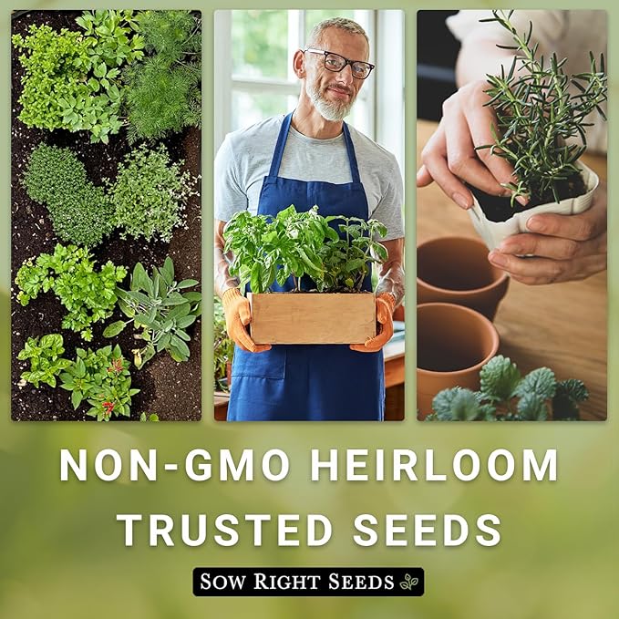 Sow Right Seeds - Cilantro Seeds for Planting Indoors - Grow your own Herbs Kit - Includes Pots & Potting Soil - Non-GMO Packet with Instructions - Fresh or Dried Herbs in the Kitchen - Gardening Gift
