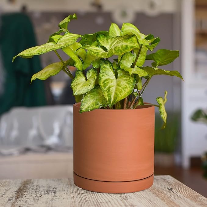 D'vine Dev Small 6 Inch Terracotta Plant Pot with Drainage Hole and Saucer, Round Cylinder Planter Pot for Indoor Plants, 40-X-A-3