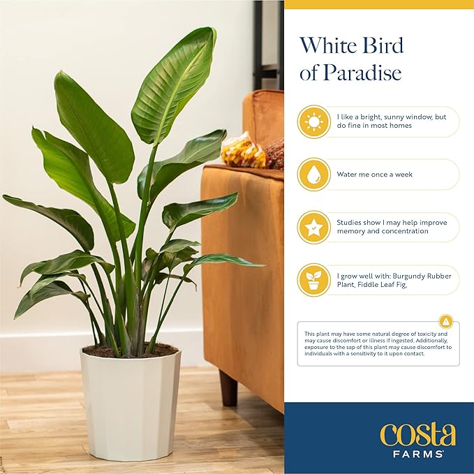 Costa Farms White Bird of Paradise Plant (2-Pack), Live Indoor Plants Houseplants in Indoors Planter Pots, Soil, Housewarming Gift, Living Room, Office, and Home Decor, 3-4 Feet Tall