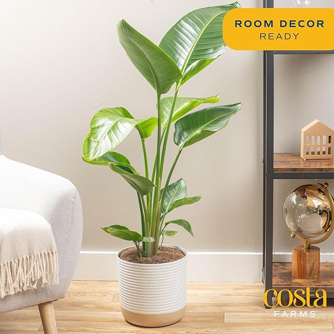 Costa Farms White Bird of Paradise Plant (2-Pack), Live Indoor Plants Houseplants in Indoors Planter Pots, Soil, Housewarming Gift, Living Room, Office, and Home Decor, 3-4 Feet Tall