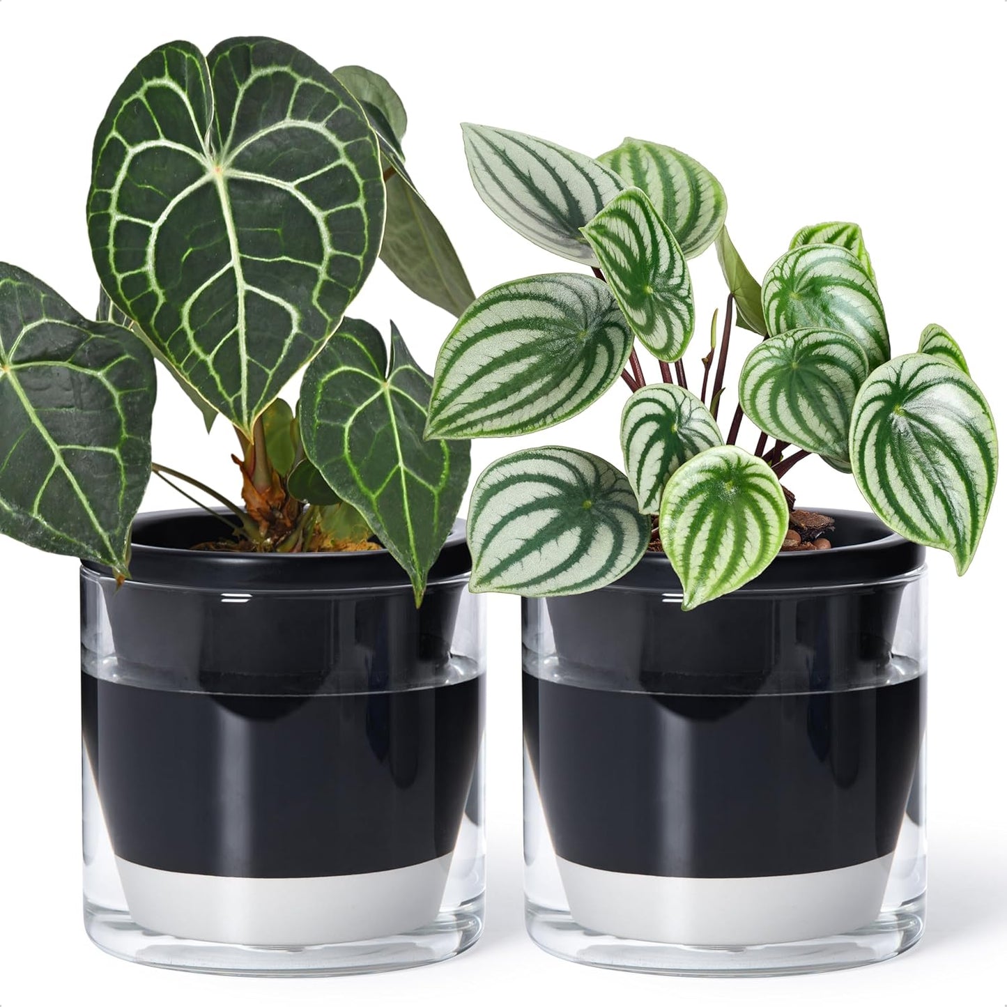 D'vine Dev 6 Inch Design Self Watering Planter for Indoor Plants, Black Terracotta Pot with Cylinder Glass Cup, Set of 2, 37-Y-B-3