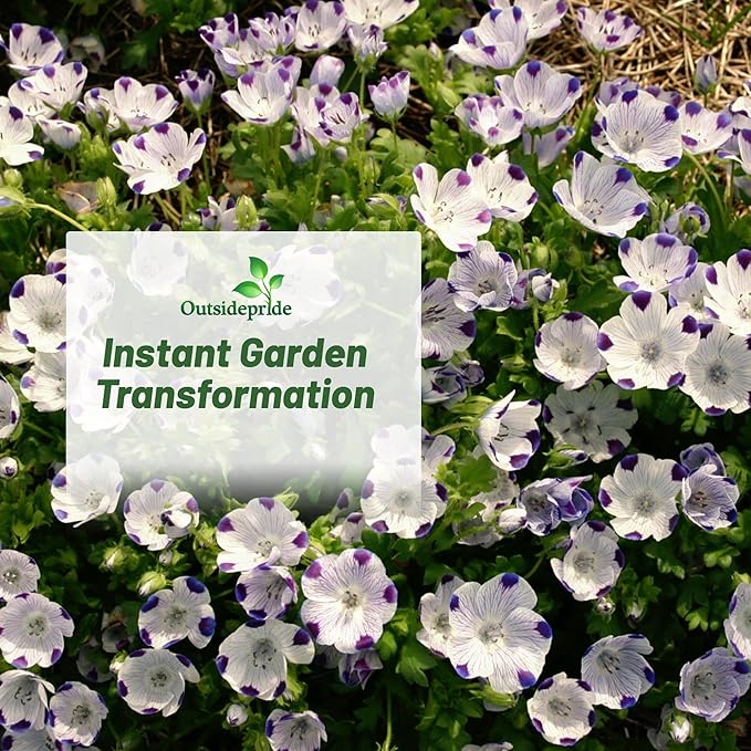 Outsidepride 1/4 lb. Annual Nemophila Five Spot Wild Flower Seeds for Planting