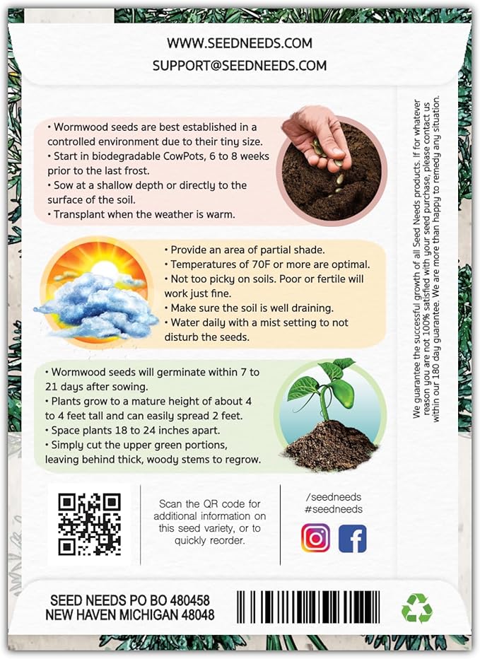 Seed Needs Wormwood Seeds for Planting - Non-GMO, Heirloom & Untreated Perennial Herb - Medicinal Herbs for Digestion & Gut Health (2 Packs)