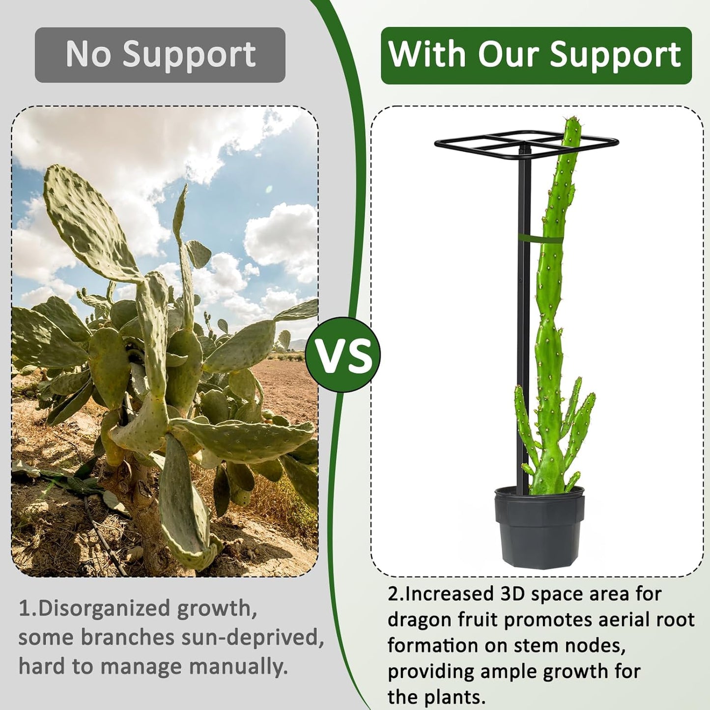 1 Pcs Adjustable Metal Dragon Fruit Plant Trellis 12" x 12" x 50" Durable Vertical Support Tower Plant Cage for Gardening Climbing Plants Trees Cactus Outdoor Garden, Installation Required