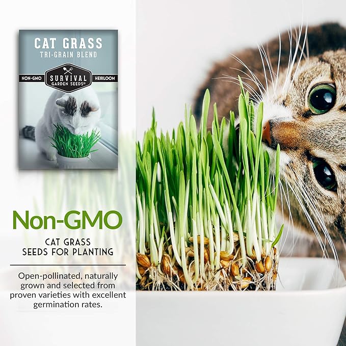 Cat Grass Seed for Planting - 3 Packets with Instructions to Plant & Grow Greens for Your Pet Indoors or Outdoors in a Container or Garden - Non-GMO Heirloom Variety - Survival Garden Seeds