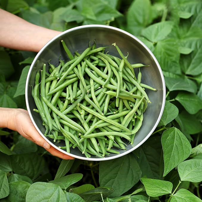 Park Seed Derby Green Bean Organic Bush Seeds, Pack of 100 Seeds