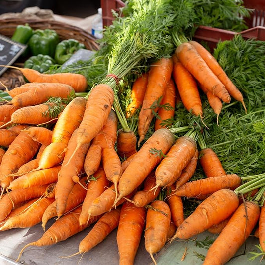 Scarlet Nantes Carrot Seeds for Planting, Over 2,800 Seeds for Growing Indoors or Outdoors – Non-GMO, Heirloom – Woods Creek Seeds