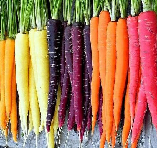 Rainbow Carrot Seeds for Planting Heirloom Non GMO Packets 750 Seeds – Plant & Grow Rainbow Carrots in Home Outdoor Garden, Great Gardening Gift – 3 Packets