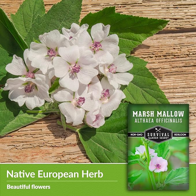 Marsh Mallow Seed for Planting - 2 Packets with Instructions to Plant and Grow Rare Medicinal Flowering Herbs in Your Home Vegetable Garden - Non-GMO Heirloom Variety - Survival Garden Seeds