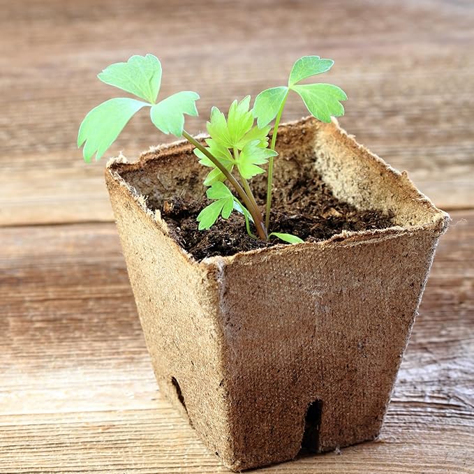 Seed Needs Lovage Seeds for Planting - Non-GMO, Heirloom & Untreated - Organically Grow Your own Medicinal/Culinary Herb Garden Indoors or Outdoors (1 Pack)