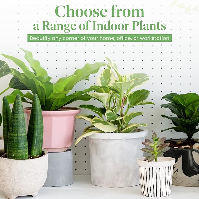 American Plant Exchange Cast Iron Plant, Easy Care Indoor Houseplant, Wide Green Foliage, Thrives on Neglect, Low-Light & Pet Safe, 6-Inch Pot, Live Home, Garden, Office, Patio Décor