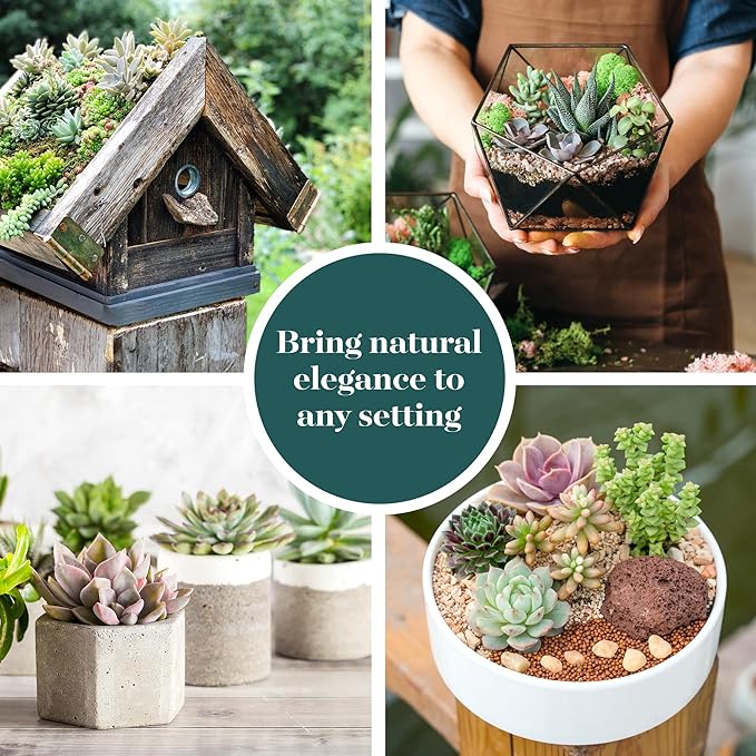 Shop Succulents Unique Succulent Plant Pack Bulk Collection - Live Mini Succulent Plants, Low Maintenance, Exceptional Colors & Textures - Wedding and Party Favors, Gift & Garden, Pack of 16