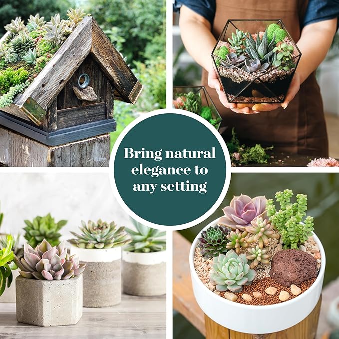 Shop Succulents Unique Succulent Plant Pack Bulk Collection - Live Mini Succulent Plants, Low Maintenance, Exceptional Colors & Textures - Wedding and Party Favors, Gift & Garden, Pack of 20