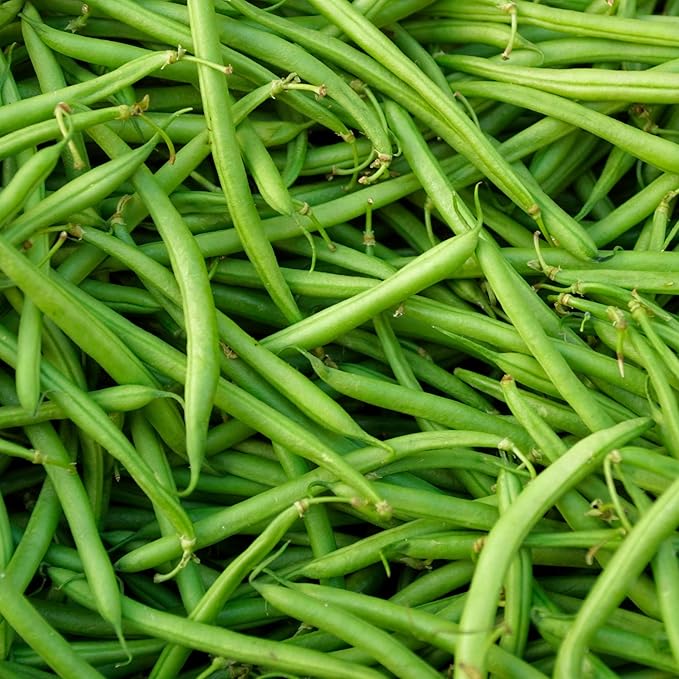 Park Seed Derby Green Bean Organic Bush Seeds, Pack of 100 Seeds