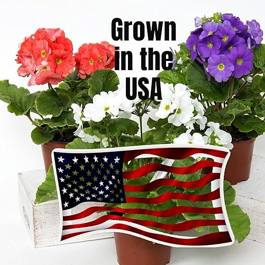 Professional Liquid Pothos Plant Fertilizer | 3-1-2 Concentrate for Epipremnums and Houseplants | Multi-Purpose Blend & Gardening Supplies | 8 oz Bottle