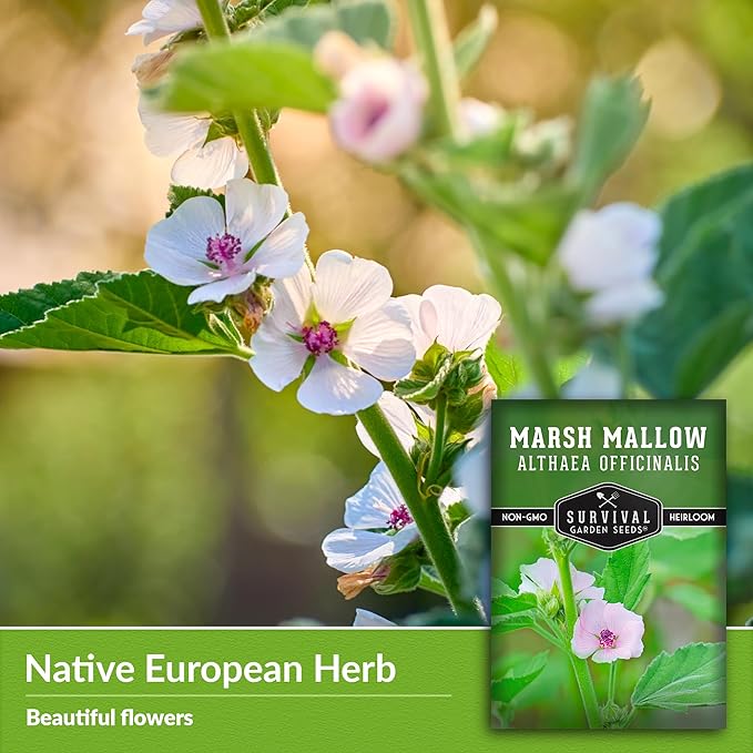 Marsh Mallow Seed for Planting - 2 Packets with Instructions to Plant and Grow Rare Medicinal Flowering Herbs in Your Home Vegetable Garden - Non-GMO Heirloom Variety - Survival Garden Seeds