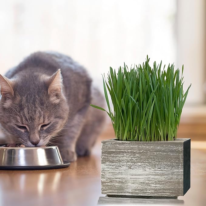 Cali Kiwi Organic Cat Grass Kit - Cat Grass for Indoor Cats with Toy – Natural Hairball Remedy, Supports Digestion & Health, Single Planter & Great Value (Sea Foam)