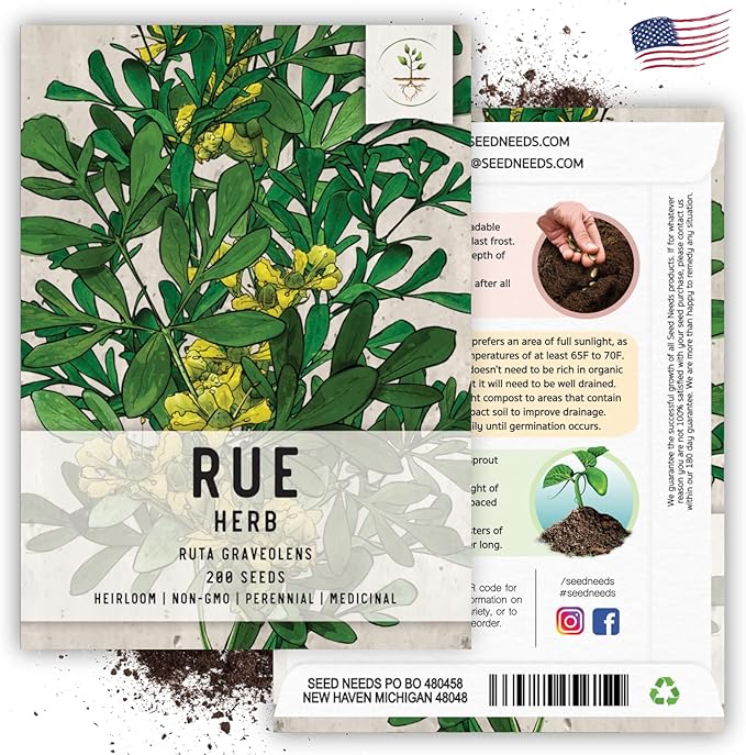 Seed Needs Rue Seeds for Planting - Non-GMO, Heirloom & Untreated Perennial Herbs - Organically Grow a Home Grown Medicinal Herb Garden Indoors or Outdoors (5 Packs)