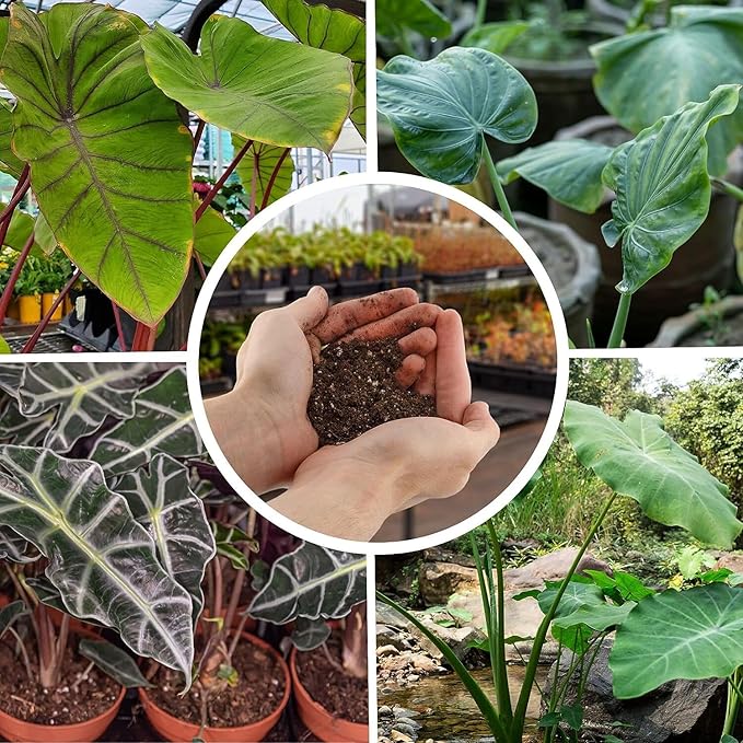 Elevate Your Space with Gardenera's Organic Potting Mix - Tailored for Vibrant Alocasia Plants & Majestic Leaves - 2 QT