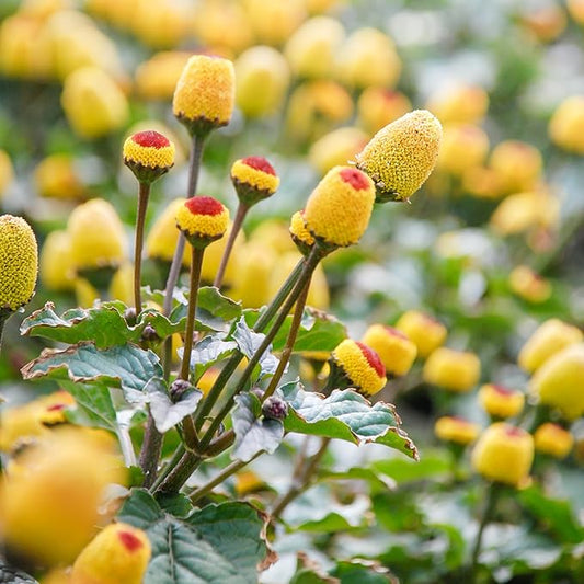 TKE Farms & Gardens - Toothache Plant Seeds for Planting, 1000 Non-GMO Heirloom Buzz Button Seeds, Electric Daisy, Szechuan Button, Includes Easy Growing Instructions, 250mg Packet, Qty 1