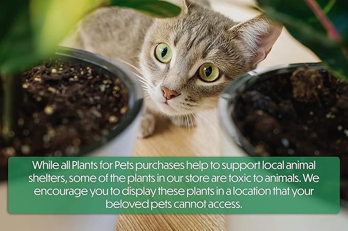 Aloe Vera Plant Live Succulent Plants, Live Aloe Vera Plant Succulents, Live Aloe Plant in Aloe Plant Pot, Aloe Plants Live Indoor Plants, Live Aloe Vera Plant Indoor House Plants by Plants for Pets
