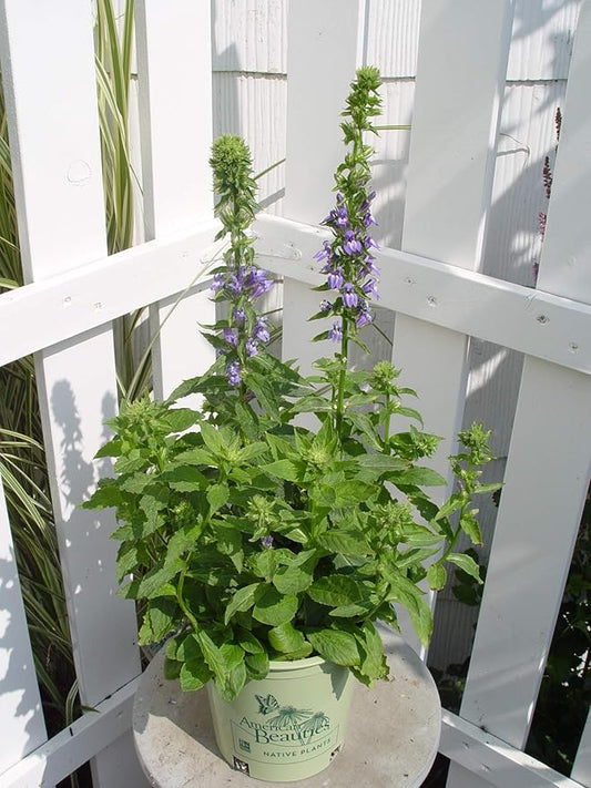 American Beauties Native Plants - Lobelia siphilitica (Cardinal Flower) Perennial, blue flowers, 1 - Size Container
