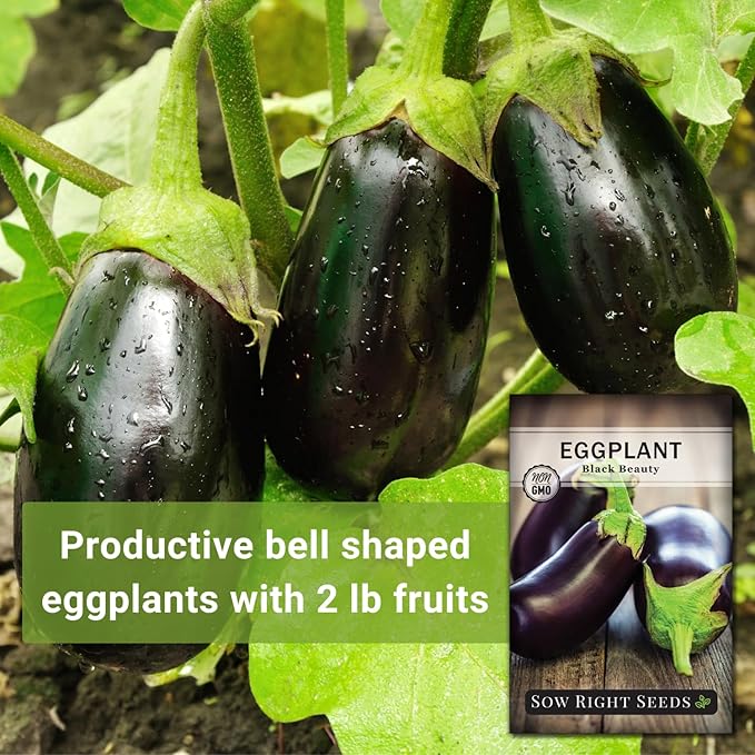Sow Right Seeds - Black Beauty Eggplant Seed for Planting - Non-GMO Heirloom Packet with Instructions to Plant an Outdoor Home Vegetable Garden - Large Round Fruits, Deep Purple Variety (3)
