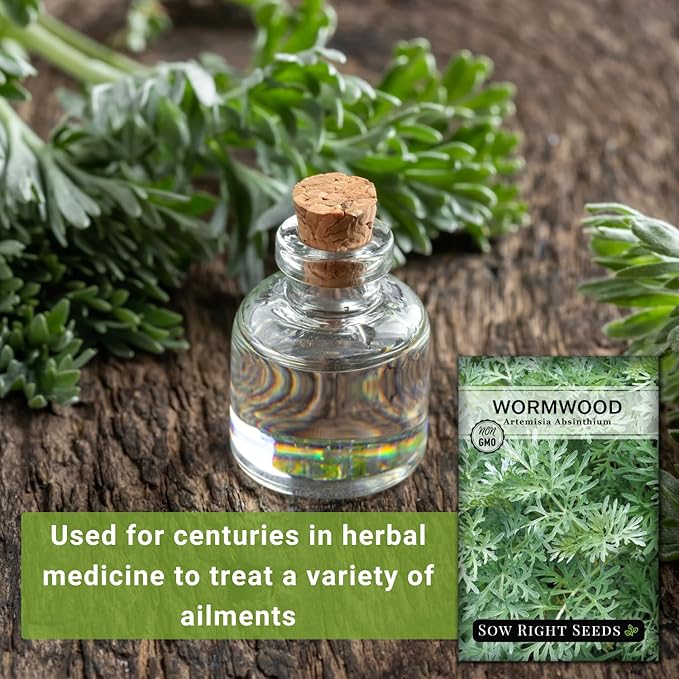 Sow Right Seeds - Wormwood Seeds for Planting - Non-GMO Heirloom Packet with Instructions to Plant & Grow an Outdoor or Indoor Herb Garden - Sagewort Repels Mosquitoes - Medicinal Worm Wood Herb (4)