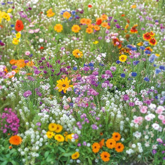Eden Brothers Flowery Fields Forever Flower Mixed Seeds for Planting, 1/4 lb, 120,000+ Seeds with Cornflower, Candytuft | Attracts Pollinators, Plant in Spring or Fall, Zones 3, 4, 5, 6, 7, 8, 9, 10