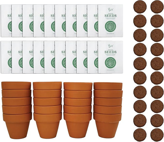 BUZZY Seeds Spruce Terracotta Mini Grow Pots | Tree Starter Kit for Kids & Adults | Bulk 20-Pack | Guaranteed to Grow | Best Indoor Grow Your Own Gardening Gift | Craft & Classroom Projects