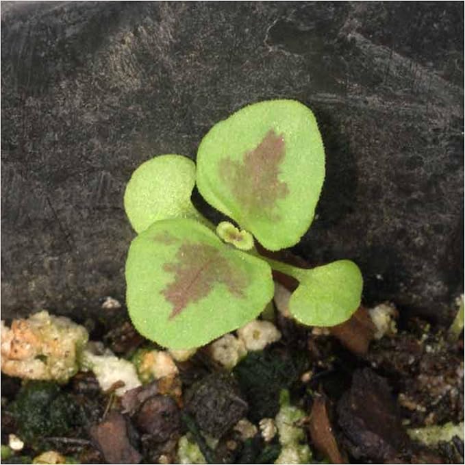 Seed Needs Coleus Seeds for Planting Rainbow Mixture - Heirloom & Open Pollinated Plants Prefer Partial Shade Indoors/Outdoors (1 Pack)