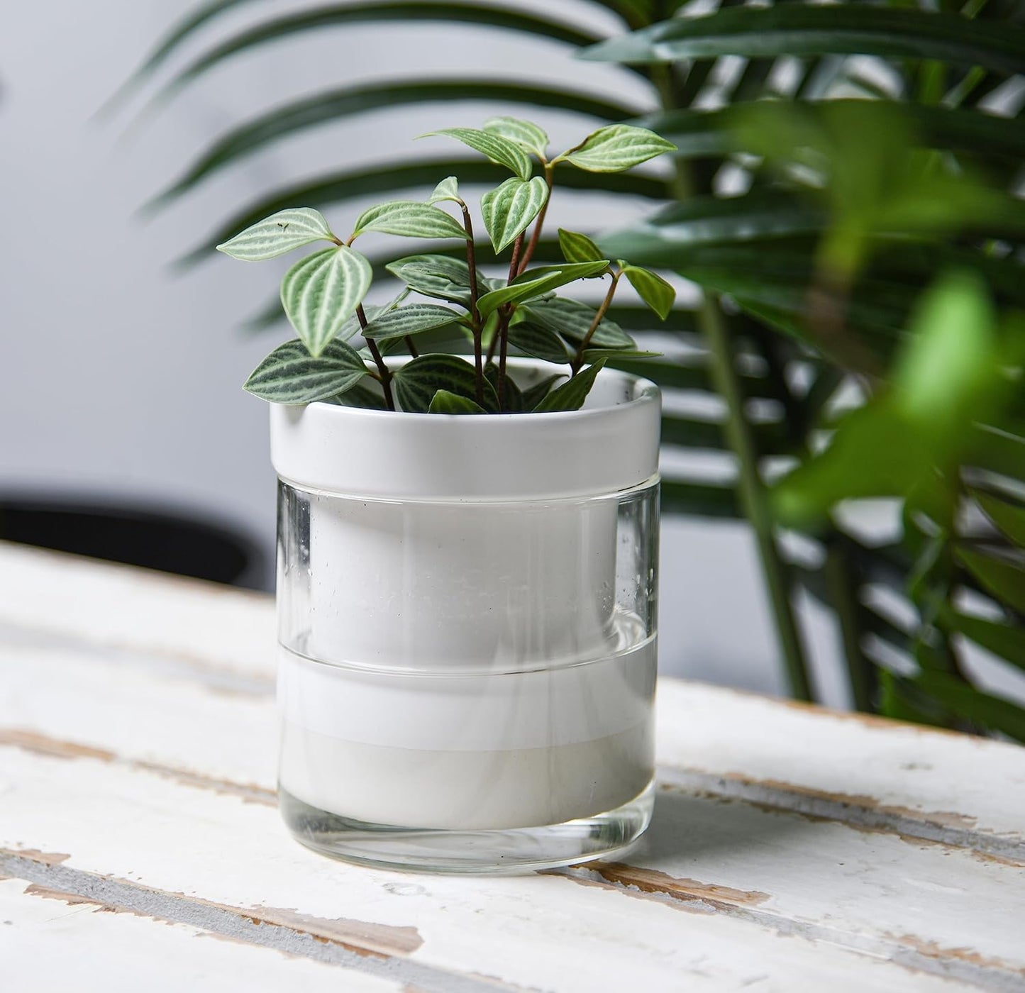 Phoenix Vine 4 Inch Self Watering Planter, White Terracotta Clay Pot with Glass Reservoir for Indoor Plants, Herbs, Flowers, Set of 2, 52-B-E-2