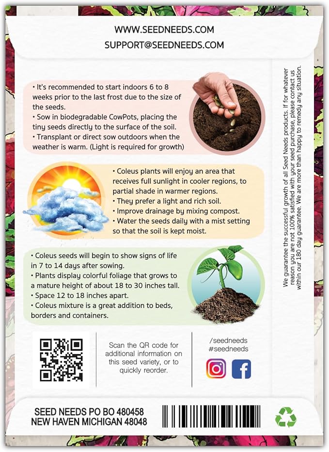 Seed Needs Coleus Seeds for Planting Rainbow Mixture - Heirloom & Open Pollinated Plants Prefer Partial Shade Indoors/Outdoors (1 Pack)