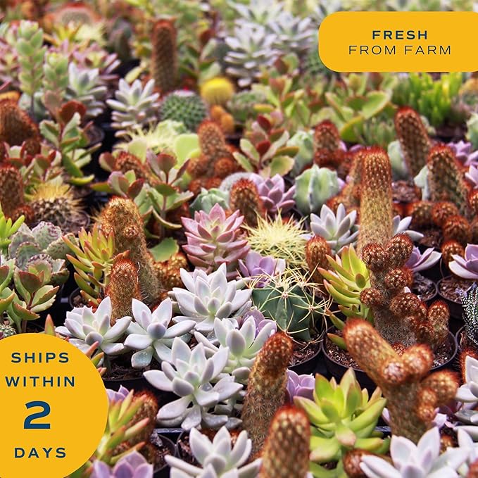 Costa Farms Mini Succulent Live Indoor Plant, Easy to Grow Echeveria Succulent Houseplant in Cute Decor Plant Pot, Tabletop Succulents Office or Room Decor, Housewarming, 4-Inches Tall