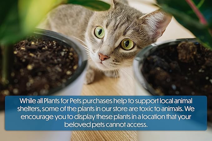 Aloe Vera Plant Live Succulent Plants (3 Pack), Live Aloe Vera Plant Succulents, Live Aloe Plant in Aloe Plant Pot, Aloe Plants Live Indoor Plants, Succulents Live House Plants by Plants for Pets