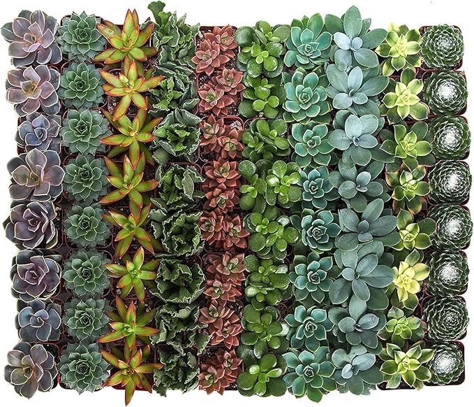 Shop Succulents Assorted Succulent Plant Pack Bulk Collection - Live Mini Succulent Plants, Low Maintenance, Mixture of Colors & Textures - Wedding and Party Favors, Gift & Garden, Pack of 100