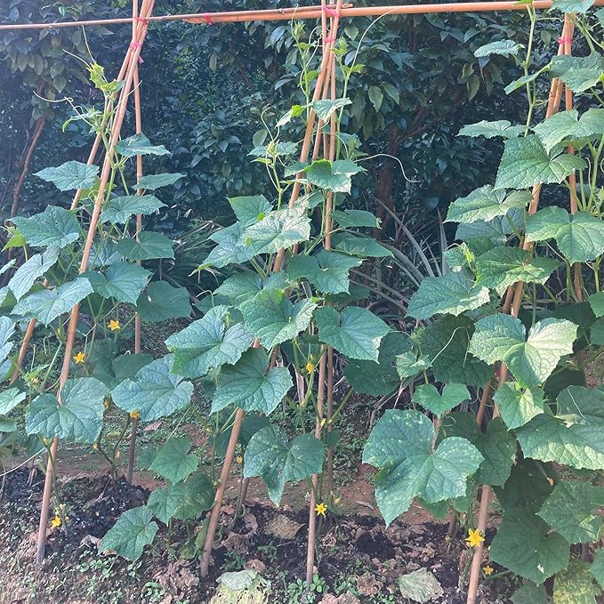 Bamboo Stakes,4.8FT Natural Bamboo Garden Stakes,BOVITRO 20Pcs Bamboo Plant Stakes,Bamboo Sticks for Tomato,Beans,Vegetable and Climbing Plants